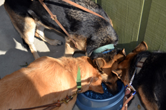 Dogs at Knoebels